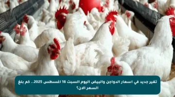 تغير جديد في أسعار الدواجن والبيض اليوم السبت 16 أغسطس 2025.. كم بلغ السعر الآن؟